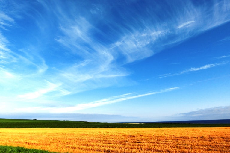 wheat fields