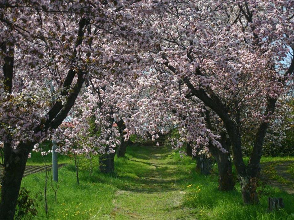 Sakura Cherry Blossoms